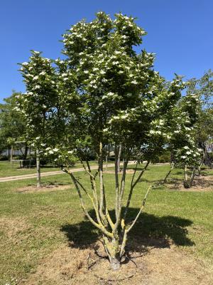 CRATAEGUS LAVALLEI 'CARRIEREI'