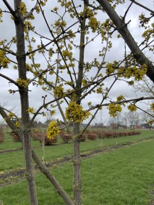 CORNUS MAS