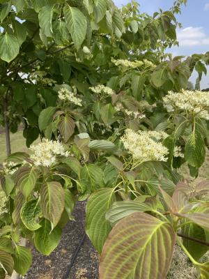 CORNUS CONTROVERSA