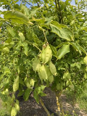 STAPHYLEA COLCHICA