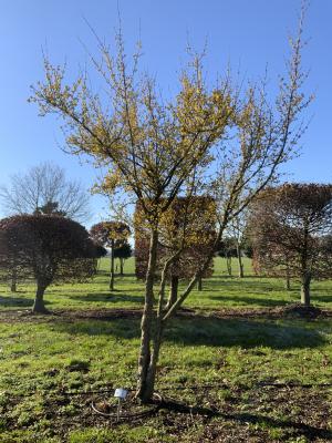 CORNUS MAS