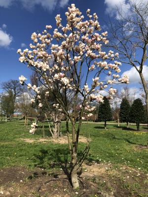 MAGNOLIA S. ALBA SUPERBA