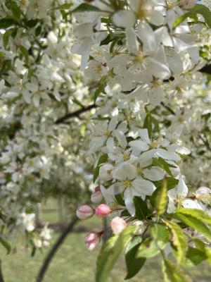 MALUS TORINGO 'BROUWERS BEAUTY'