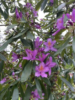 RHODODENDRON PONTICUM