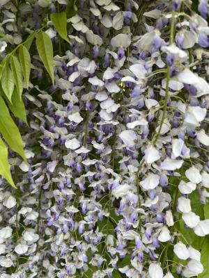 WISTERIA FLORIBUNDA MULTIJUGA