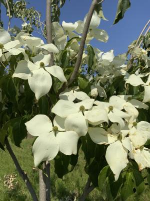 CORNUS KOUSA CHINENSIS