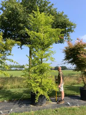 GINKGO B. FASTIGIATA BLAGON