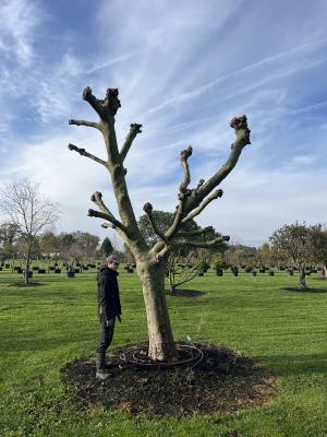 PLATANUS ACERIFOLIA