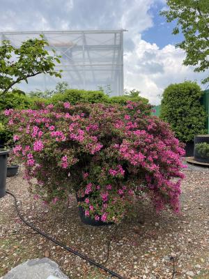 AZALEA JAPONICA purple splendour