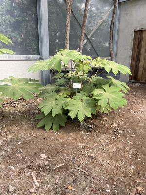 TETRAPANAX PAPYRIFER 'REX'