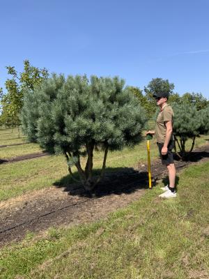 PINUS SYLVESTRIS WATERERI