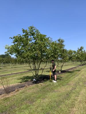 JUGLANS REGIA