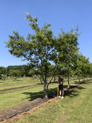 QUERCUS ACUTISSIMA