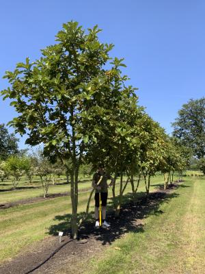 QUERCUS DENTATA CARL FERRIS MILLER