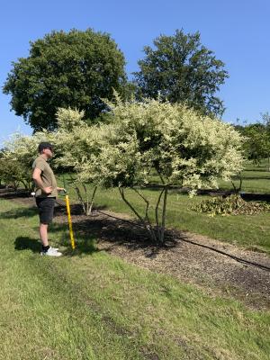 LIGUSTRUM QUIHOUI