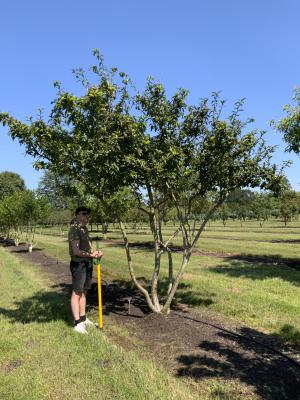 MESPILUS GERMANICA 'WESTERVELD'