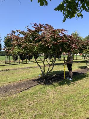 PARROTIA PERSICA