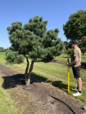 PINUS SYLVESTRIS