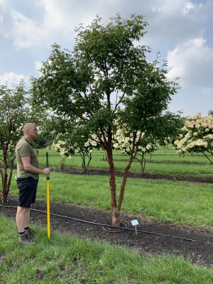 ACER GRISEUM