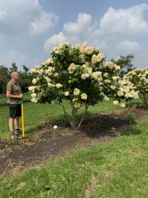 HYDRANGEA PANICULATA LIMELIGHT