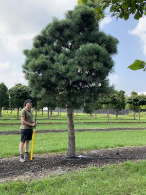 PINUS SYLVESTRIS NORSKE TYP