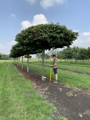 PARROTIA PERSICA