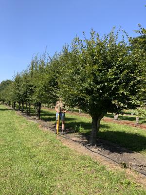 CARPINUS BETULUS