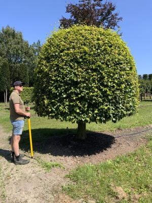 FAGUS SYLVATICA