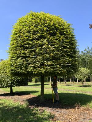 CARPINUS BETULUS