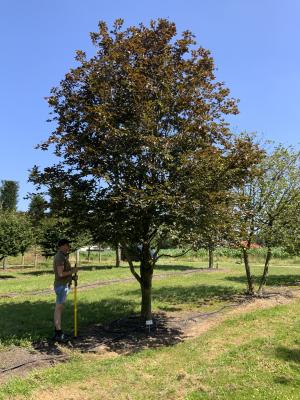 FAGUS SYLVATICA ATROPUNICEA