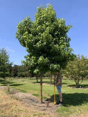 LIQUIDAMBAR STYRACIFLUA