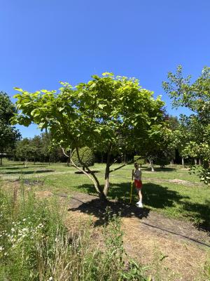 CATALPA BIGNONIOIDES AUREA