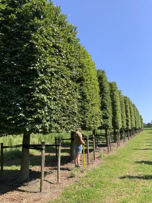 FAGUS SYLVATICA