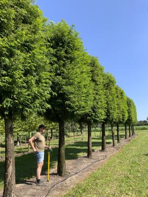 METASEQUOIA GLYPTOSTROBOIDES