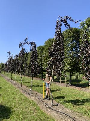 FAGUS SYLVATICA PURPLE FOUNTAIN