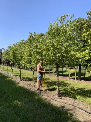 DAVIDIA INVOLUCRATA