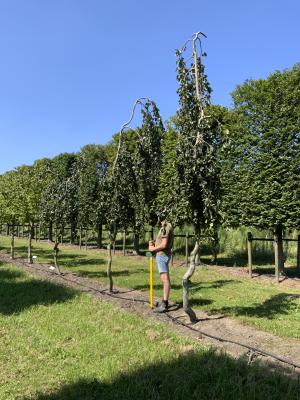 FAGUS SYLVATICA PENDULA