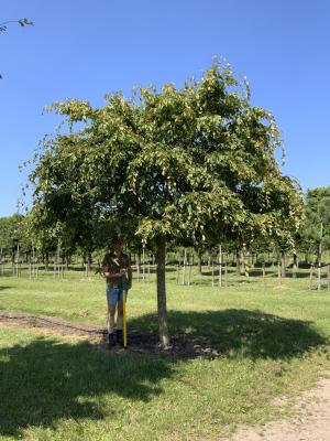 CARPINUS BETULUS PENDULA