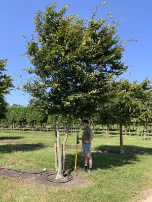 CARPINUS BETULUS