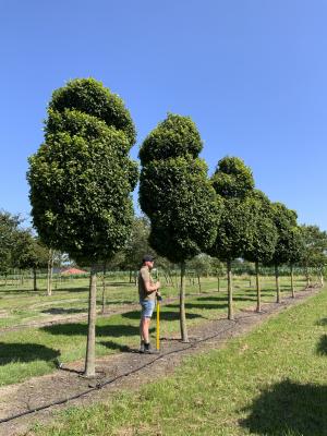 CARPINUS BETULUS MONUMENTALIS