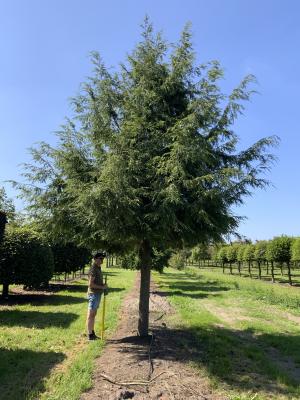 TSUGA CANADENSIS