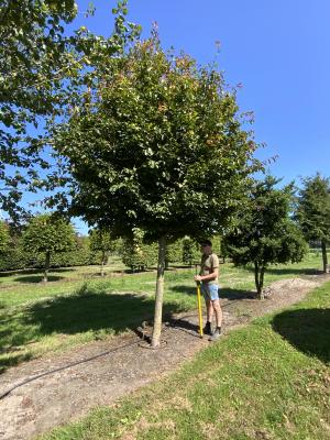 PARROTIA PERSICA