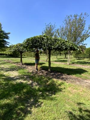 ULMUS CAMPERDOWNII