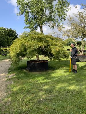 ACER PALMATUM DISSECTUM VIRIDIS