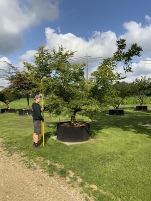 ZELKOVA CARPINIFOLIA