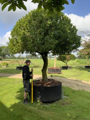 ILEX AQUIFOLIUM