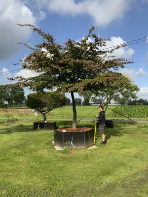 PARROTIA PERSICA