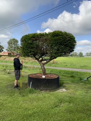 TAXUS BACCATA