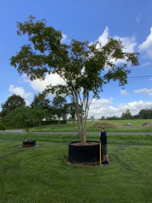 LAGERSTROEMIA NATCHEZ