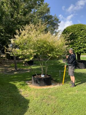 LIGUSTRUM QUIHOUI